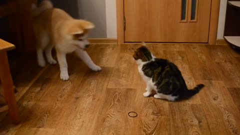 Cats and dogs play