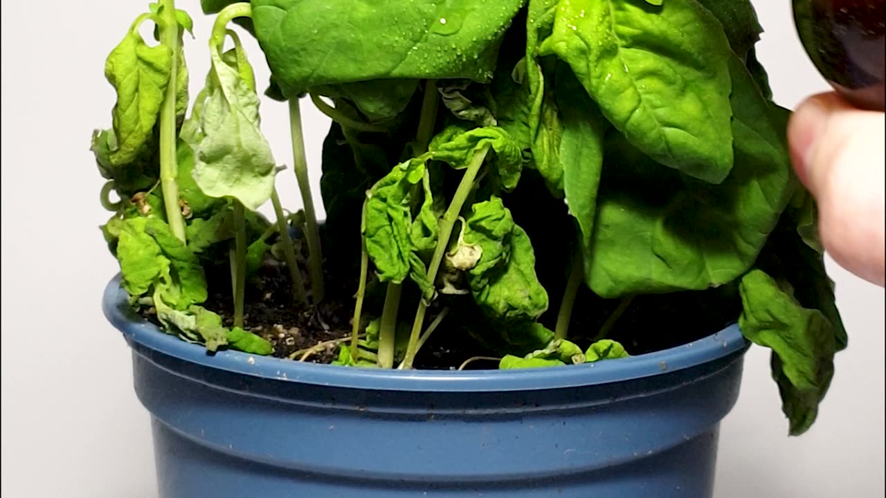 Neglected Basil Plant Resurrection