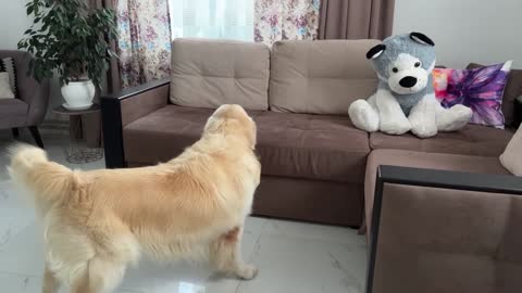 Funny Reaction of a Golden Retriever to a Husky Soft Toy