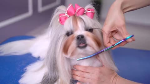 SHIH TZU GROOMING STYLE