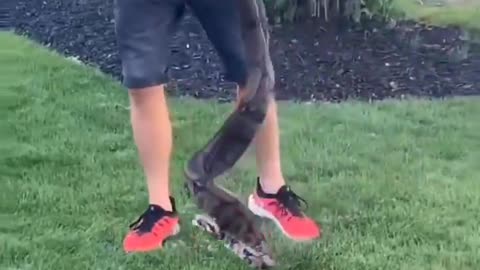Dude fools around with a snake and finds out