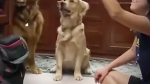 Confused dog