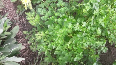 Harvesting parsley