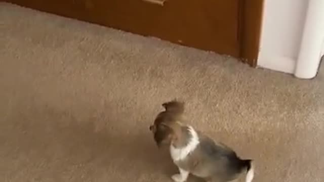 Tiny Puppy Tries to Attack his Own Reflection in the Mirror