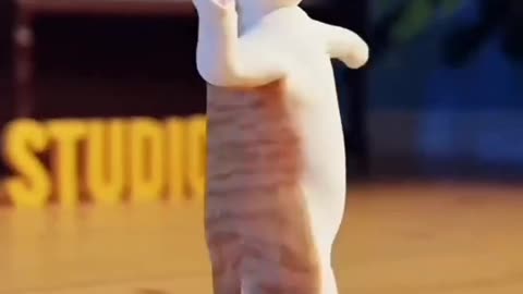 Dancing cat