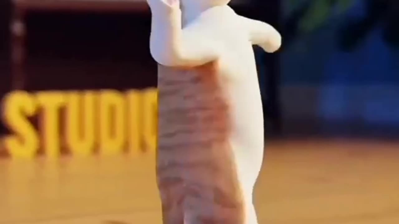 Dancing cat