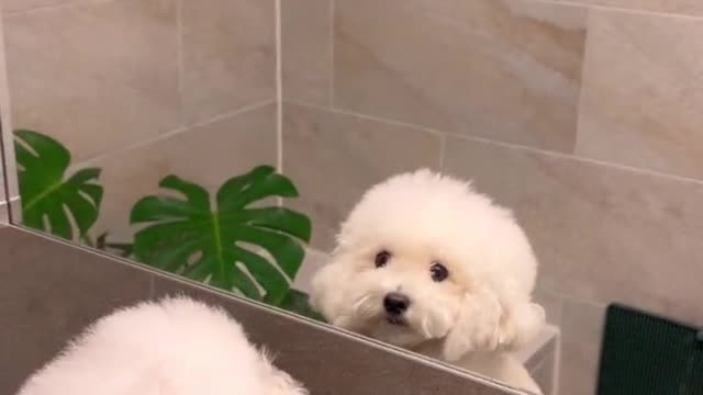 요즘 대세아찌랑….🐩#미소아라 #애니멀톡 #틱톡애니멀 #fyp #pet