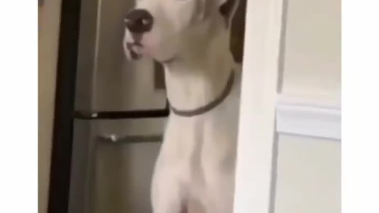 Funny dog video