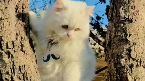 Cute cat video nature