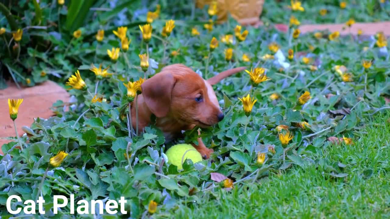 Cute Dogs New Video Compilation 2022 πβπ¦ΊπΆπΎ