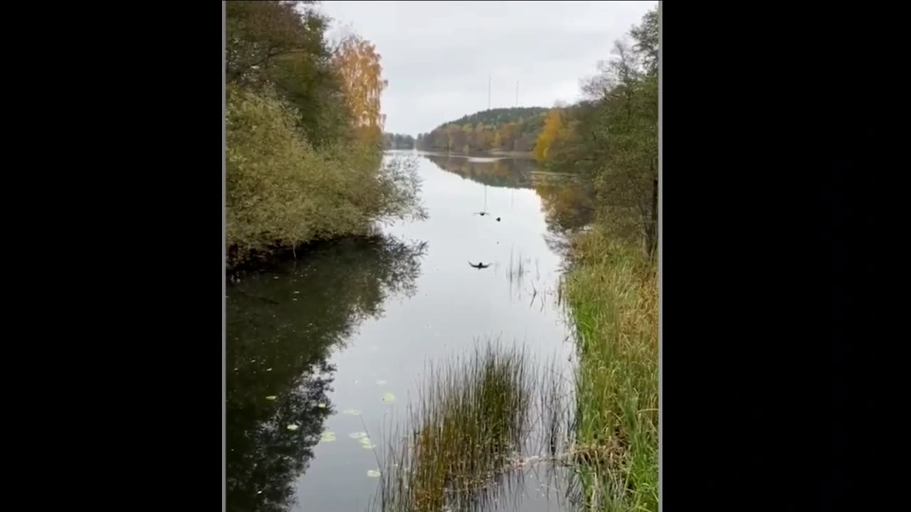 FUNNY ANİMAL VİDEO 🤣🤣