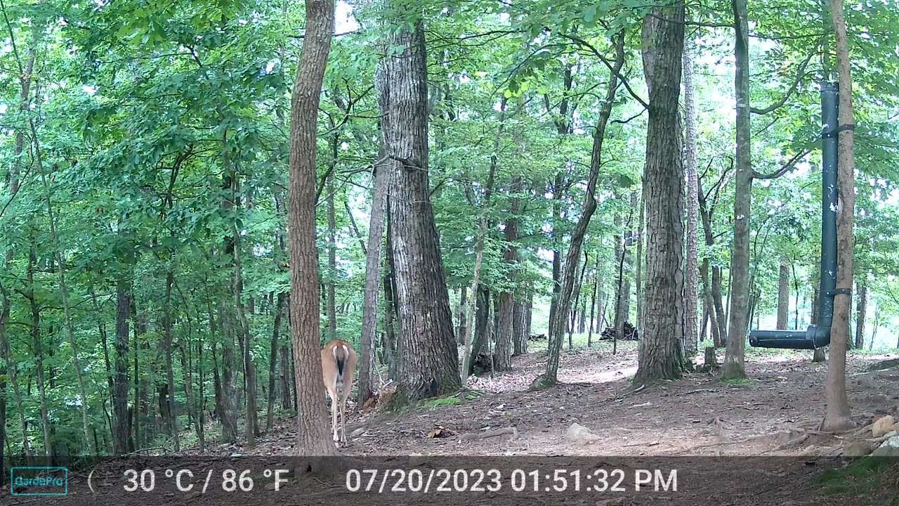 The Woods – 07/21/2023
