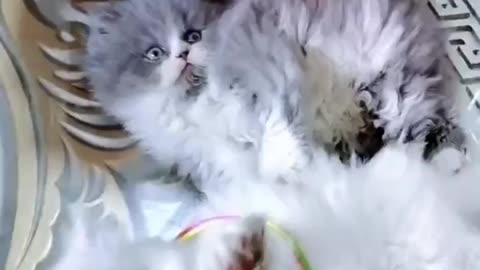 Persian cat