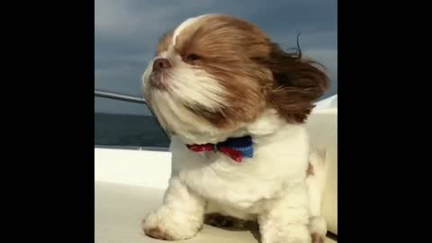 Gif video of dog at sea