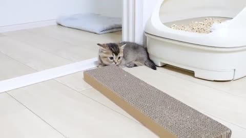 A cute kitten playing with the wrong way to sharpen its claws