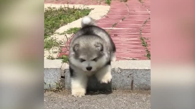 Linda cachorro divierte con simulación de llanto
