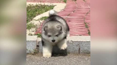 Linda cachorro divierte con simulación de llanto