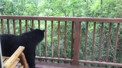 Momma Bear and Cub On Porch in Gatlinburg - BJBourg