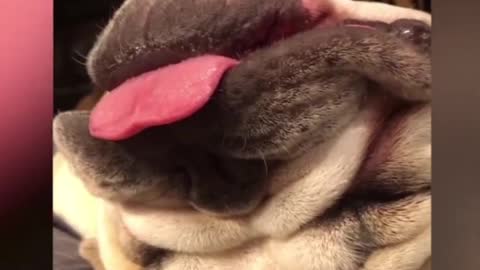 Funny animals 😄