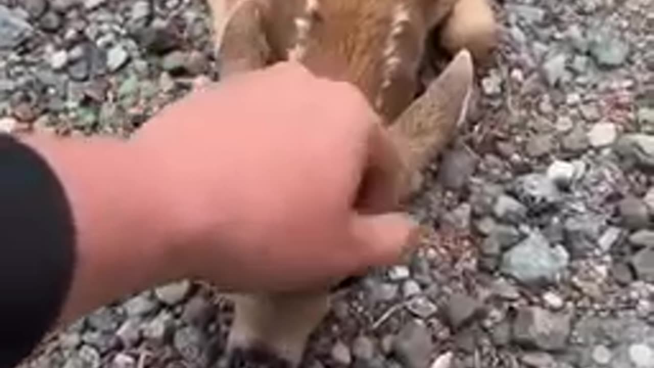 Friendly 🤭fawn comes by for head scratches || viral video