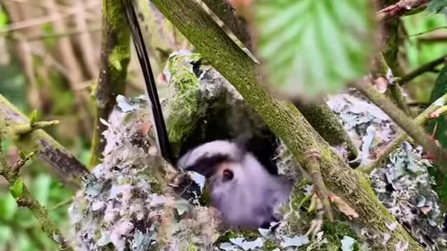 Silver-throated long-tailed chickadee