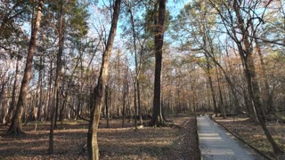 Exploring Congaree National Park