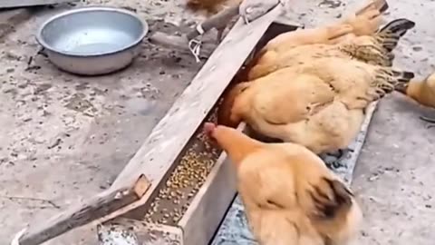 Clever chicken game