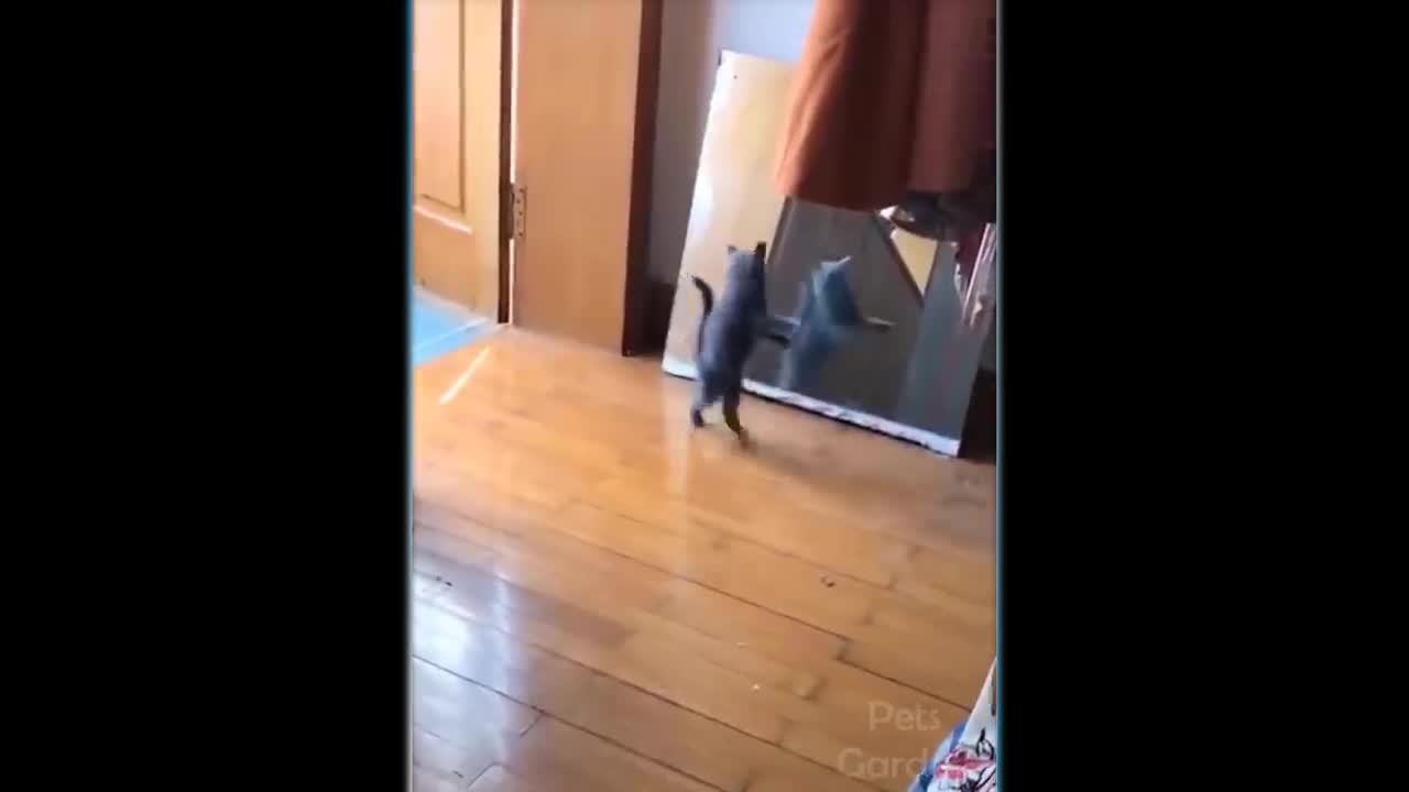 walking mirror baby cat