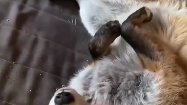 One of the cutest animals
