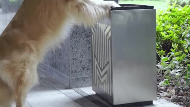 is my dog
