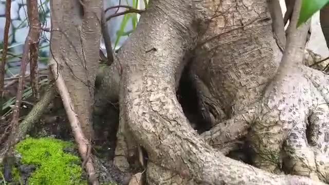 Old tree bonsai