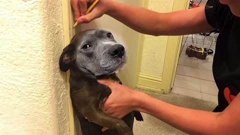 Funny animals scene