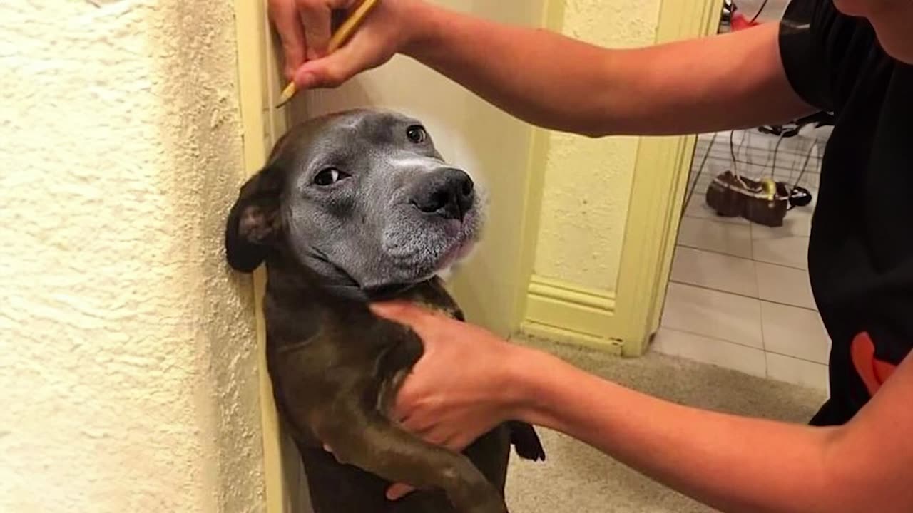 Funny animals scene