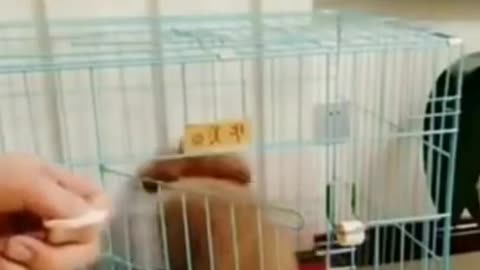 Funny Dog Reaction to Food 2022 Video Clips #shorts