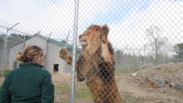 Ross, Rachel, Joey, Chandler Zoo animals find sanctuary