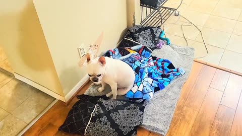 French bulldog love to scratch