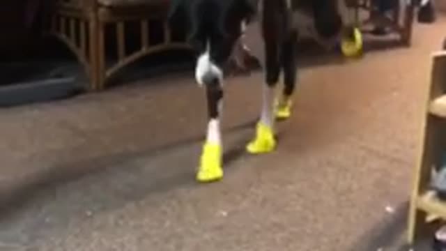 Dog in rain boots