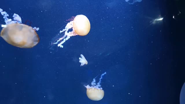 Amazings jellyfish