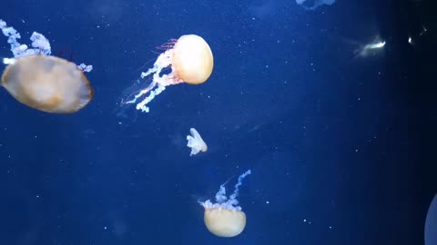 Amazings jellyfish