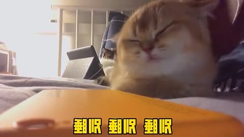 起来蹦 这才几点你就睡了！别睡别睡别睡！#猫