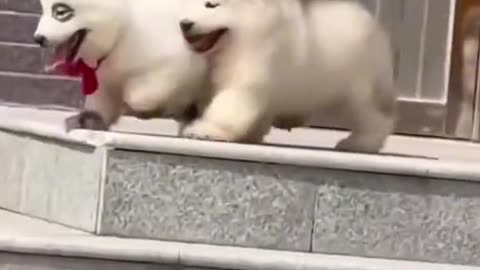 Funny puppies