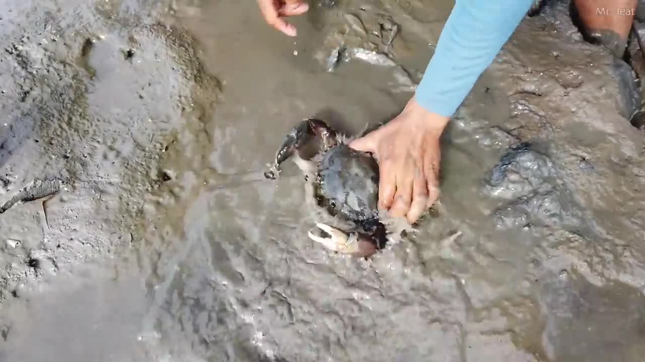 Amazing Catch King Mud Crabs at Mud Sea after Water Low Tide | Season Catch Sea Crabs-7