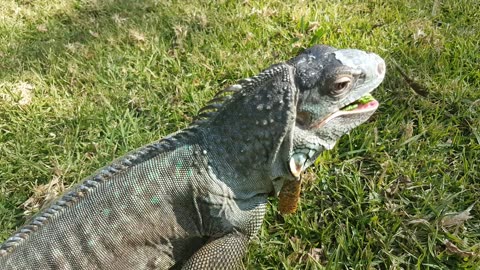 Feed Me! (Green Iguana Diet)