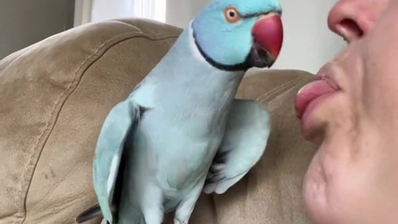 Cute parrot