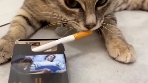 A kitten that smokes