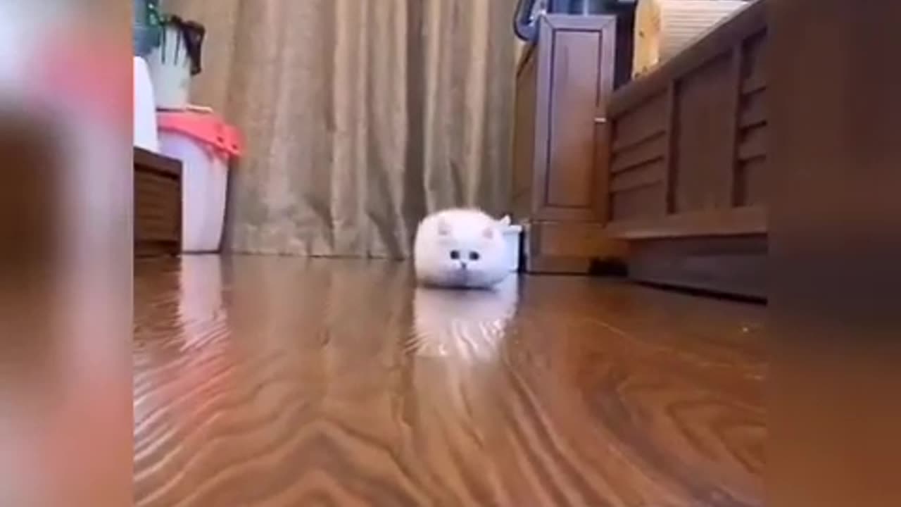 Masig storees off cat 🐈😺 video