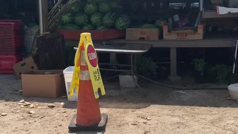 Flea Market Fresh Taco