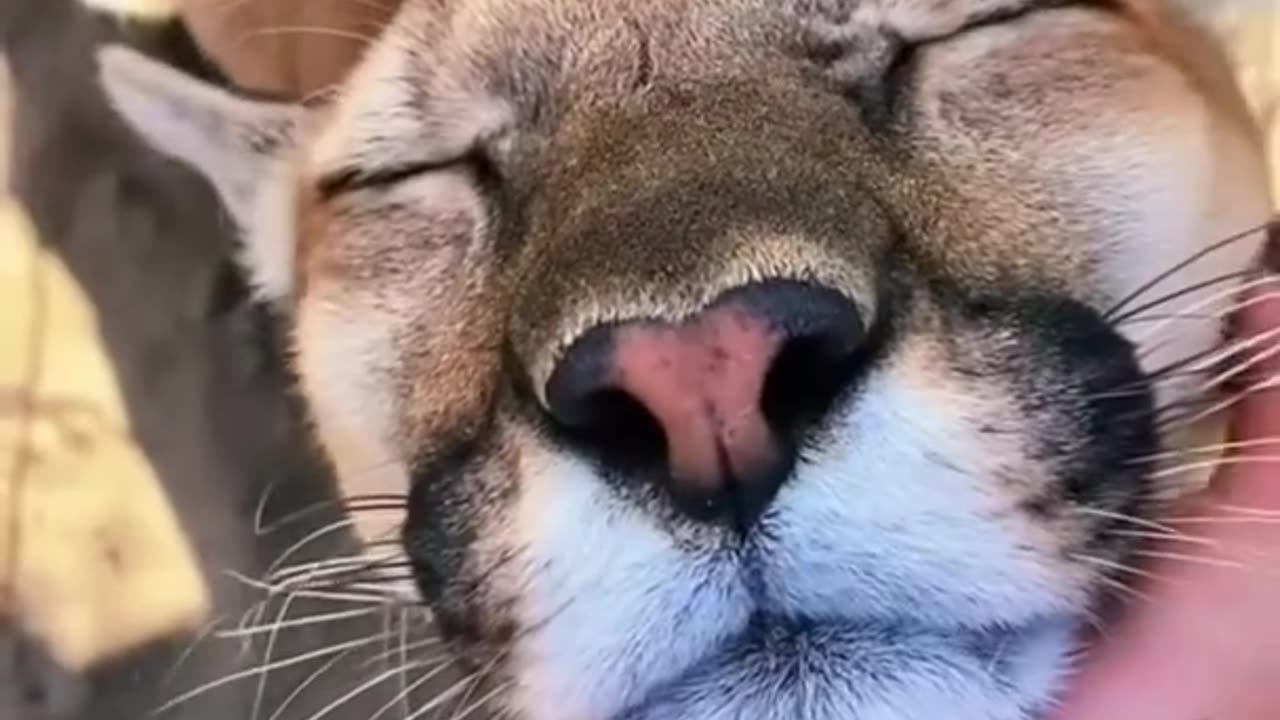 AMAZING Big Cat Chin Scratches & Boops! 😱😱🤣