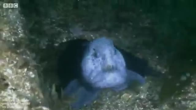 Peixe semslhaca. Humana