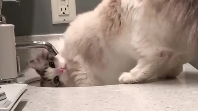 A cat that likes drinking water